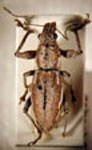 Naupactus sp.27