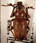 Naupactus sp.32