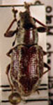 Naupactus sp.38