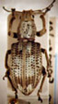 Naupactus sp.50