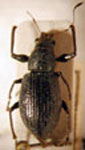 Naupactus sp.52