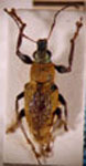 Naupactus sp.54