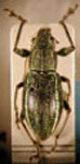Naupactus sp. 68