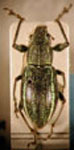 Naupactus sp. 68