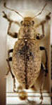 Naupactus versatilis