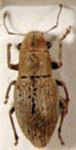  Aramigus conirostris