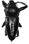 Teratopactus capucinus