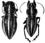 Teratopactus elegans