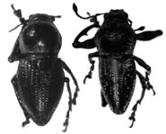 Teratopactus retusus