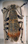  Brachyonus quadrituberculatus