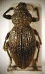  Cylydrorhinus angustatus