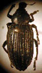  Cylydrorhinus fulvipes