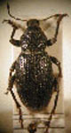  Cylydrorhinus oblongus