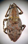 Cyphometopus sp.12