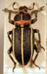  Eudiagogus episcopalis