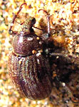 Geosphaeropterus meridionalis