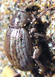 Geosphaeropterus pegnai