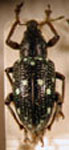  Lordops deyrollei