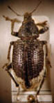  Lordops sp. 2