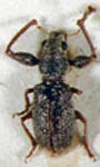  Pandeleteius sp. 4