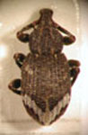  Parergus sp. 1