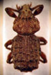  Premnotrypes latithorax