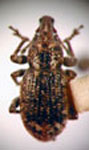  Strangaliodes elongatus