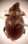  Strangaliodes sp. 20