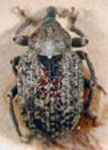  Larinosomus scutellaris