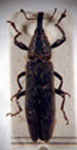 Lixus subacutus