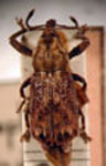  Apocnemidophorus jacobi