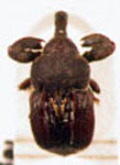  Laemosaccus silbermannii