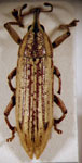  Lixodes taeniatus