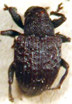  Berberidicola exaratus