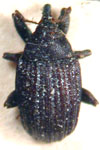  Rhyssomatus elongatulus