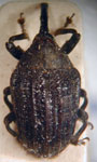  Rhyssomatus rubrocostatus