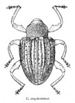 Conotrachelus aequicostatus