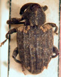  Conotrachelus alboannulatus