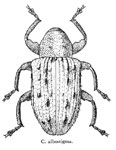 Conotrachelus albostigma