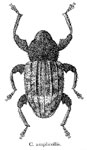 Conotrachelus amplicollis