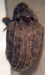  Conotrachelus sp.B2