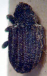  Conotrachelus sp.B3