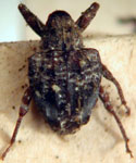  Conotrachelus cestrotus