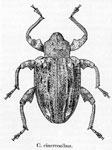  Conotrachelus cinereoalbus