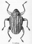  Conotrachelus confusus