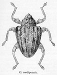  Conotrachelus cordipennis