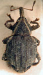  Conotrachelus cristatus