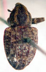  Conotrachelus curvicostatus