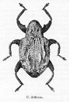  Conotrachelus deflexus