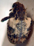  Conotrachelus denieri